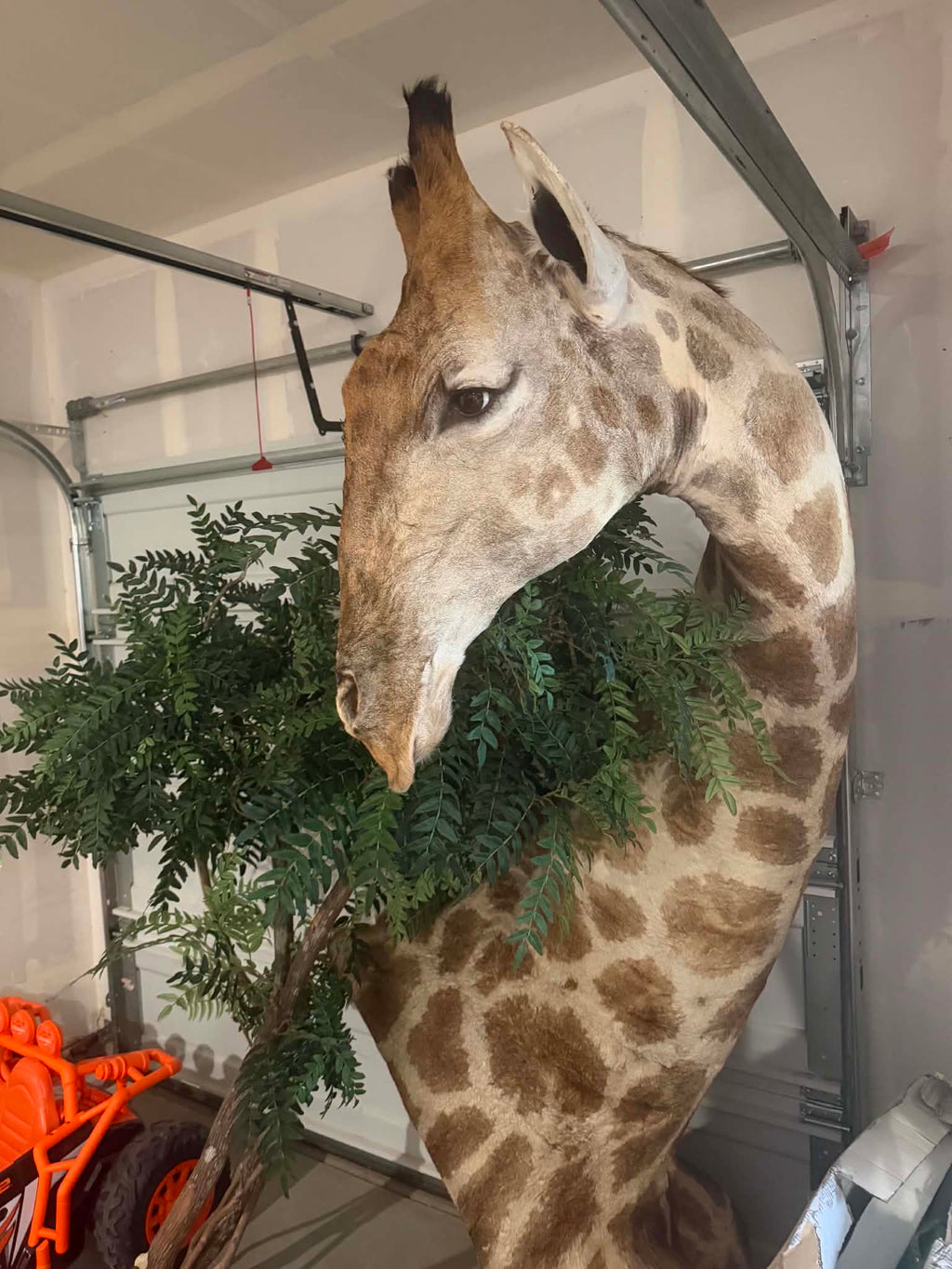 Giraffe - Half Body w/ Pedestal Mount