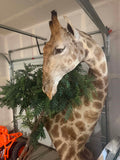 Giraffe - Half Body w/ Pedestal Mount