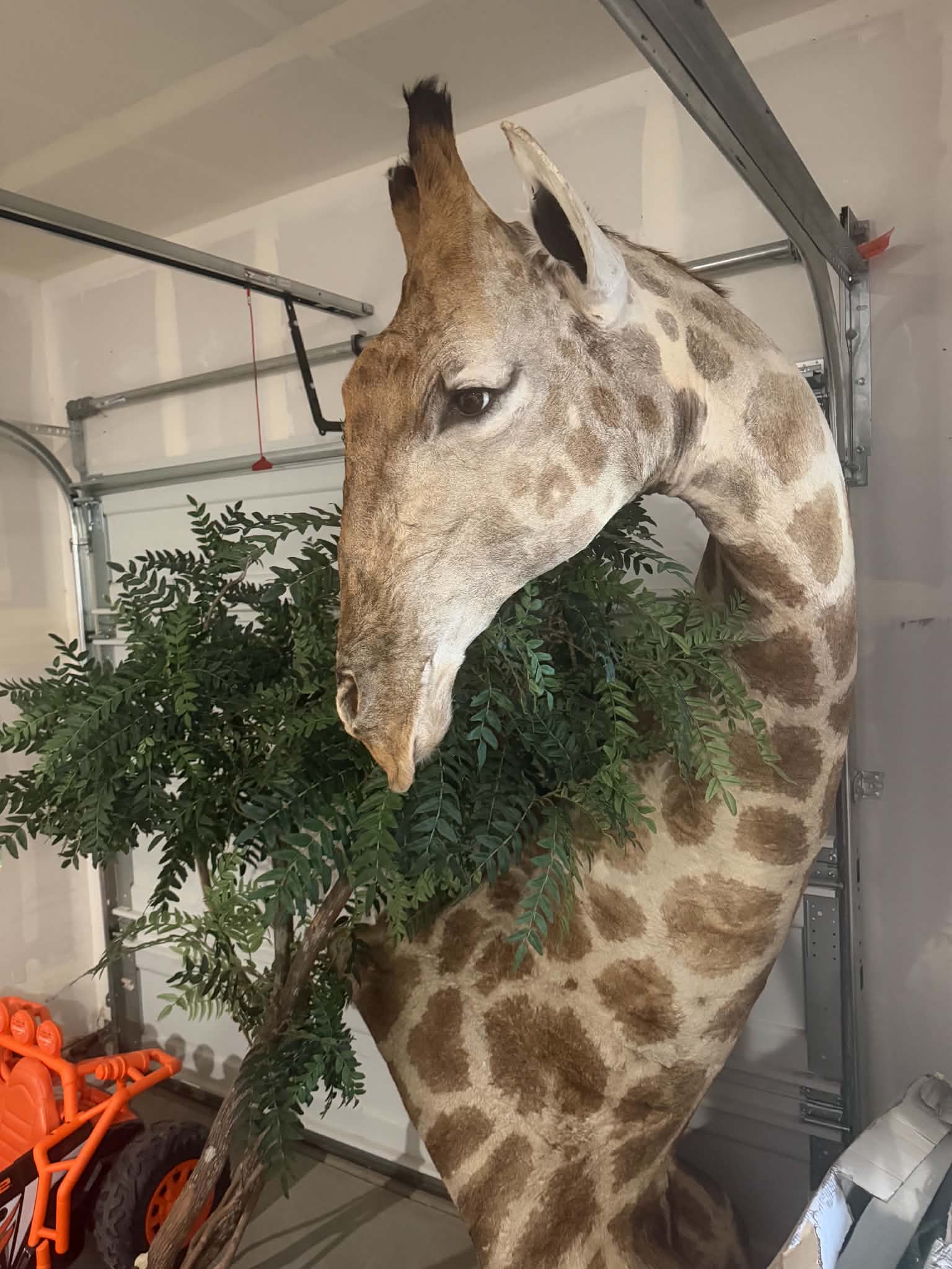 Giraffe - Half Body w/ Pedestal Mount