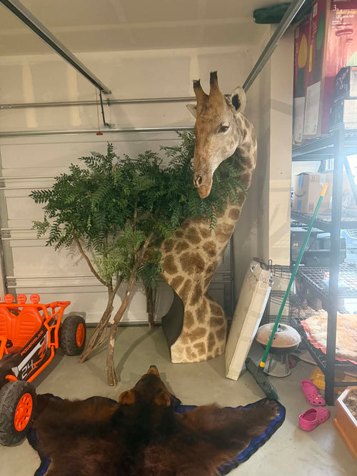 Giraffe - Half Body w/ Pedestal Mount