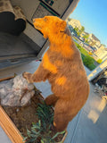 Full Body (Blonde) Black Bear Mount