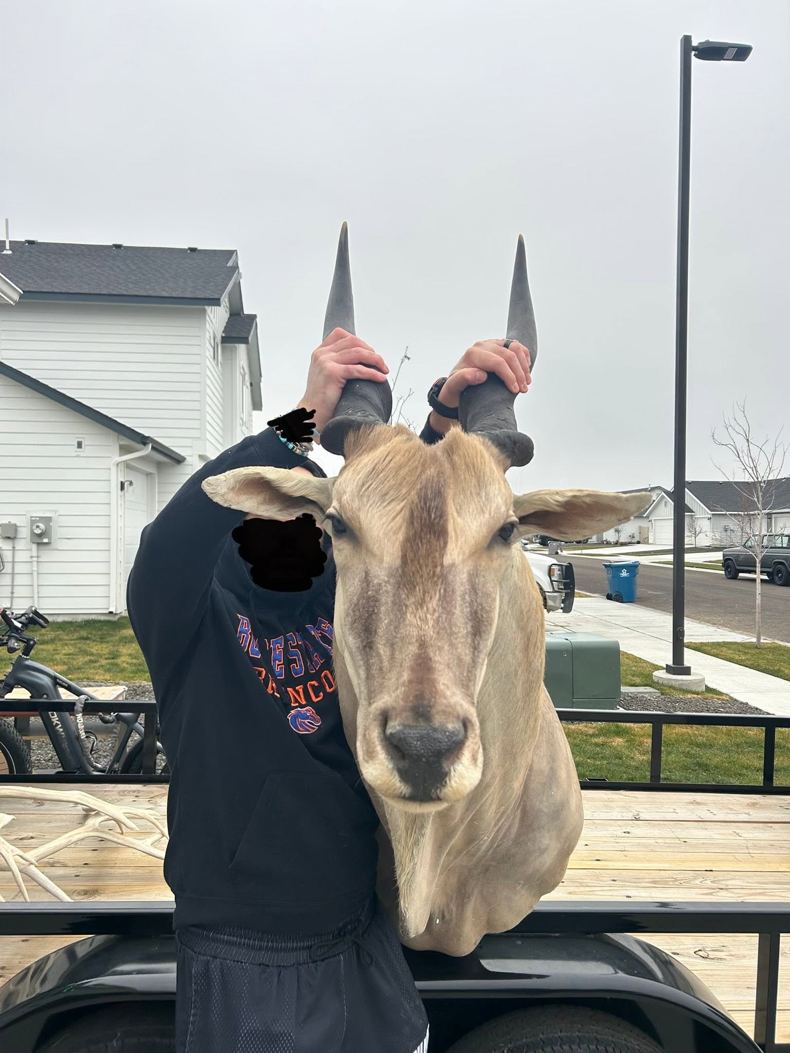 Shoulder Mounted Eland - GREAT CONDITION!