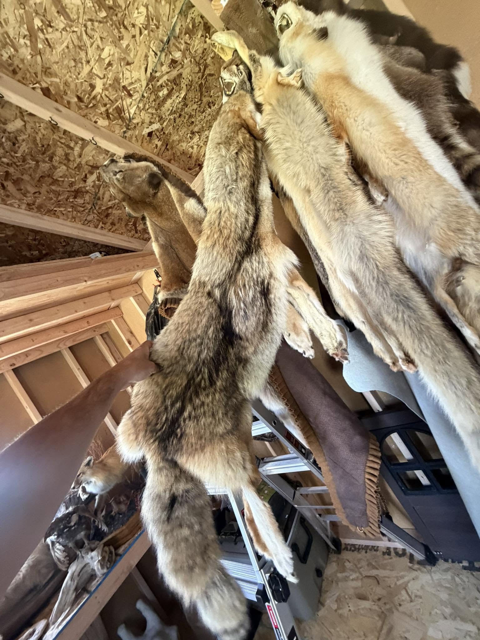 Tanned Idaho Wolf - Tubed - Hanger